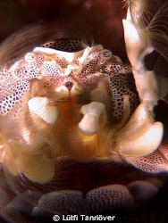 porcelain crab by Lütfi Tanrıöver 